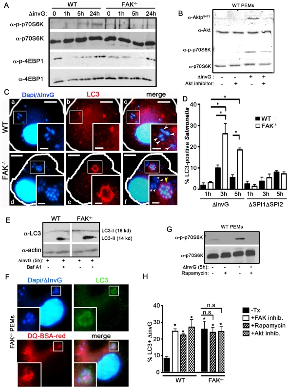 FAK-dependent Akt-mTOR signaling inhibits the recruitment of LC3 to SCVs.