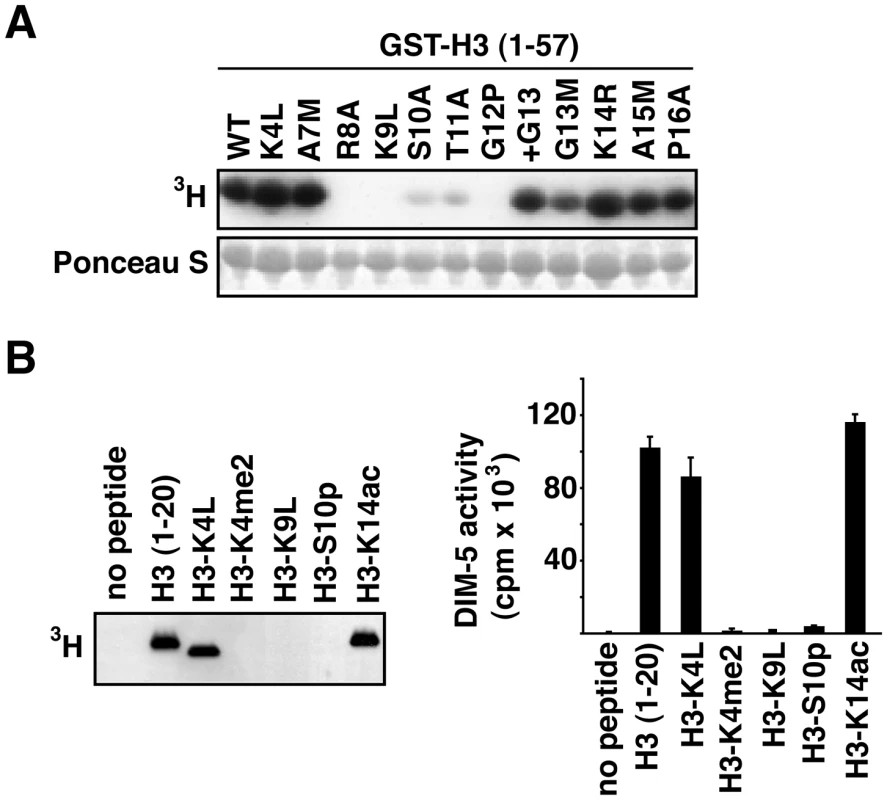 DIM-5 activity on histone H3 peptides.