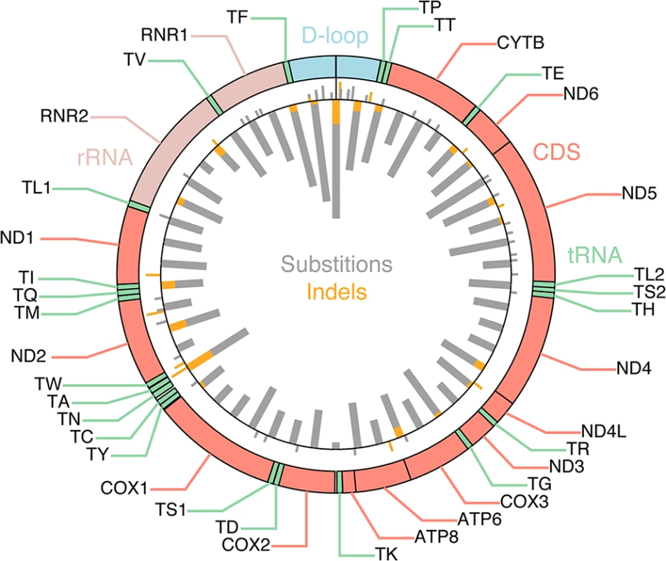 Mutational density across the mitochondrial genome.