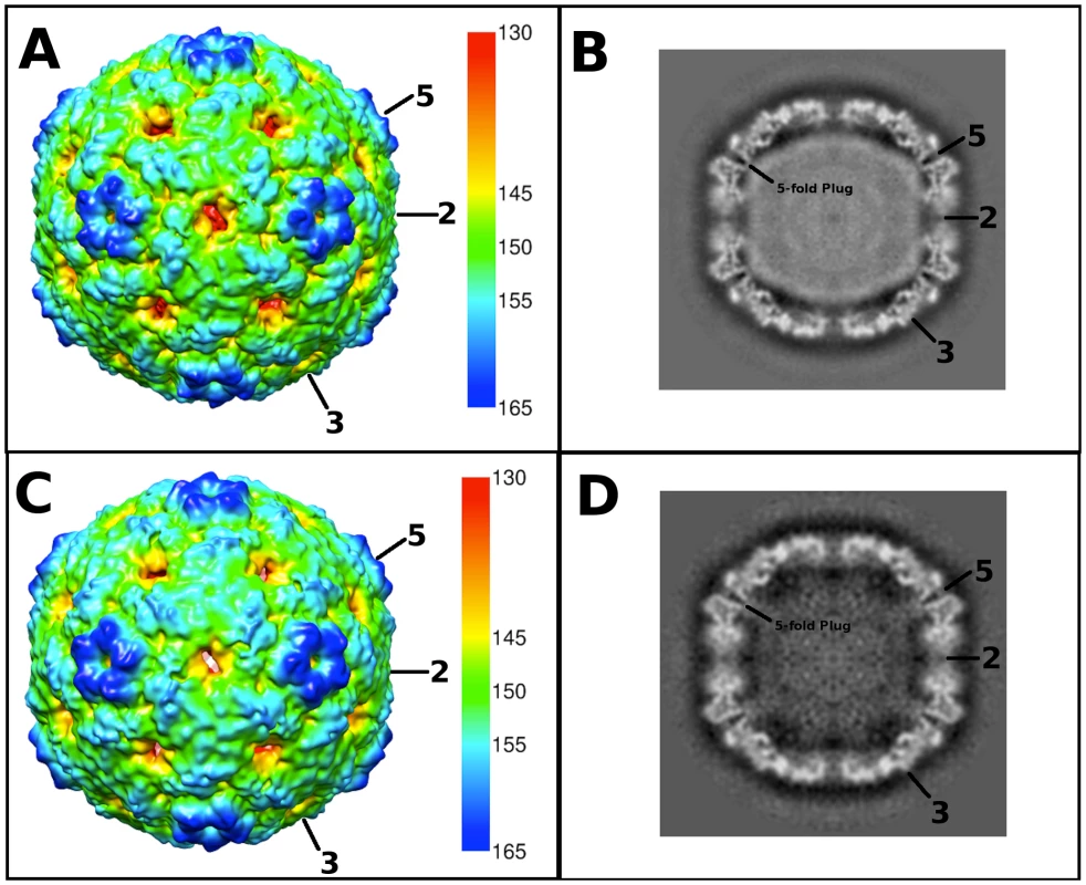 Cryo-EM reconstructions of the EV71 A-particle and empty capsid.
