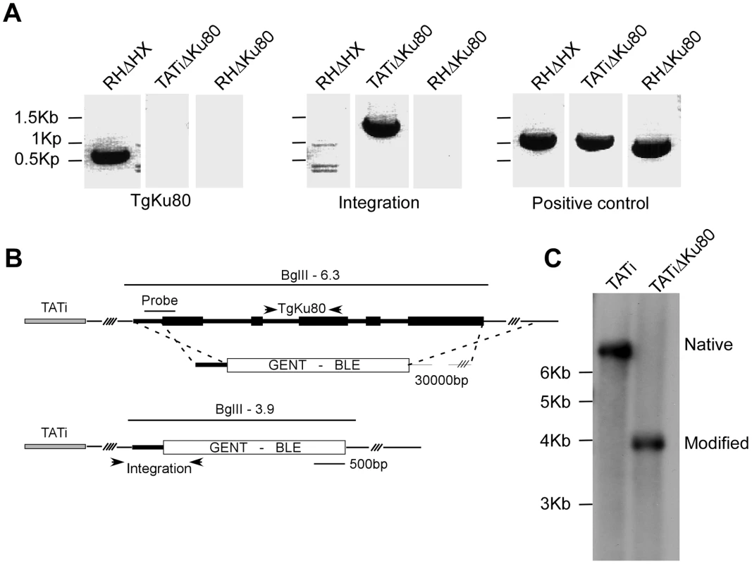 Deletion of the <i>TgKu80</i> gene in TATi transactivator parasite line.