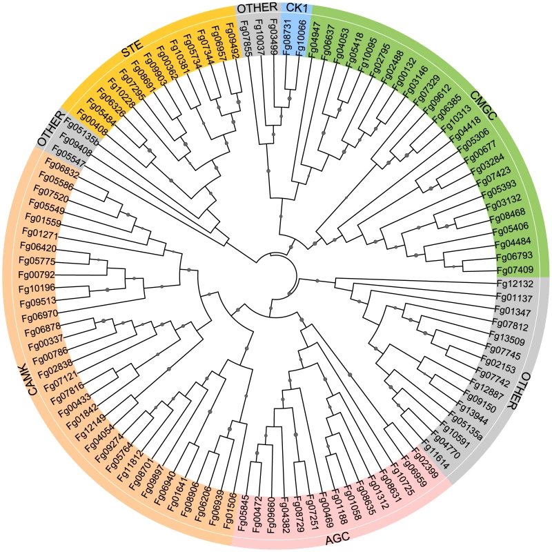 Phylogenetic analysis with the conventional protein kinase (ePK) genes of <i>Fusarium graminearum.</i>