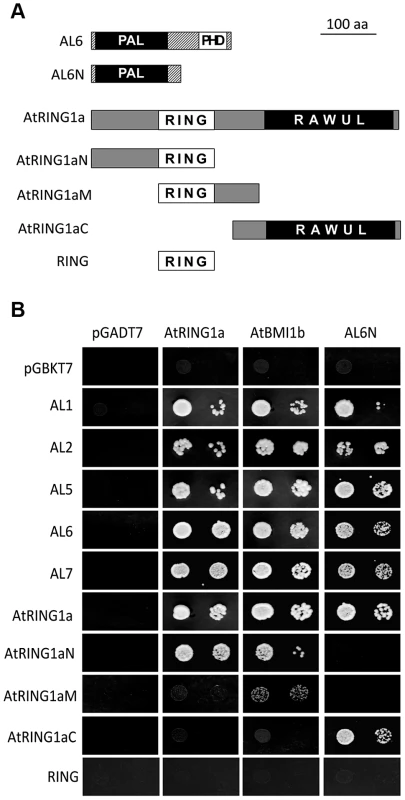 Interactions of ALs and PRC1 ring-finger proteins in yeast two-hybrid assay.