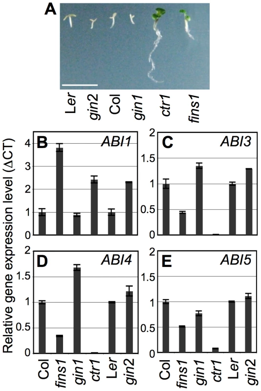 Function of FINS1 in ABA signaling.