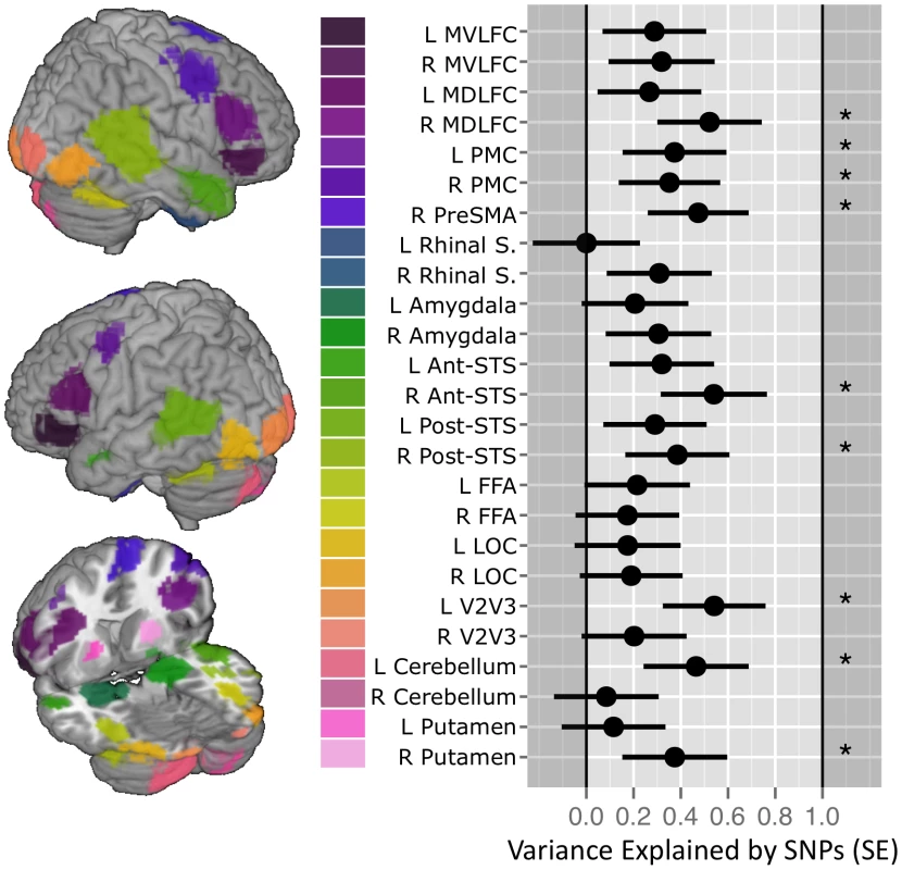 SNP-based estimates of heritability in the brain response to ambiguous faces.