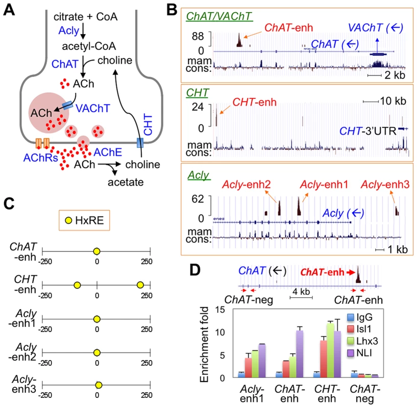 ChIP-seq assays revealed Isl-Lhx3-hexamer-binding sites in a cholinergic gene battery.