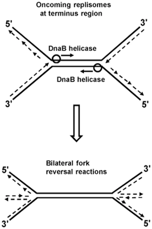 Model of bilateral fork reversal reaction at a site where oncoming replisomes meet during replication termination.