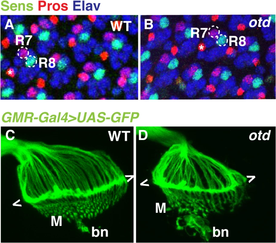 The early pattern of photoreceptor axon projections is affected in <i>otd</i> mutants.