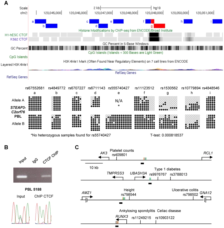 The <i>STEAP3-C2orf76</i> DMR with non-imprinted ASM overlaps a CTCF site, with CTCF preferentially bound to the unmethylated allele, and cross-indexing of ASM-associated CTCF sites with GWAS peaks provides evidence for regulatory haplotypes.