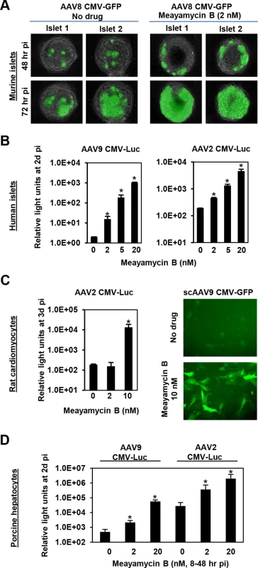 Meayamycin B increases AAV vector transduction of clinically relevant cell types.