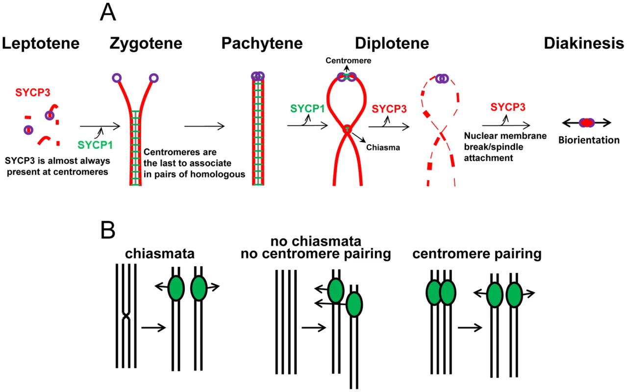 The coordination of centromere pairing and chromosome segregation at meiosis I.
