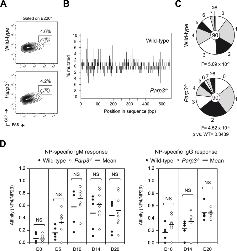 Parp3 is dispensable for SHM and affinity maturation.