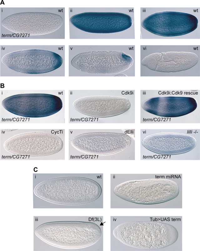 The P-TEFb and SEC-regulated gene <i>terminus (term)</i> is essential in early embryos.