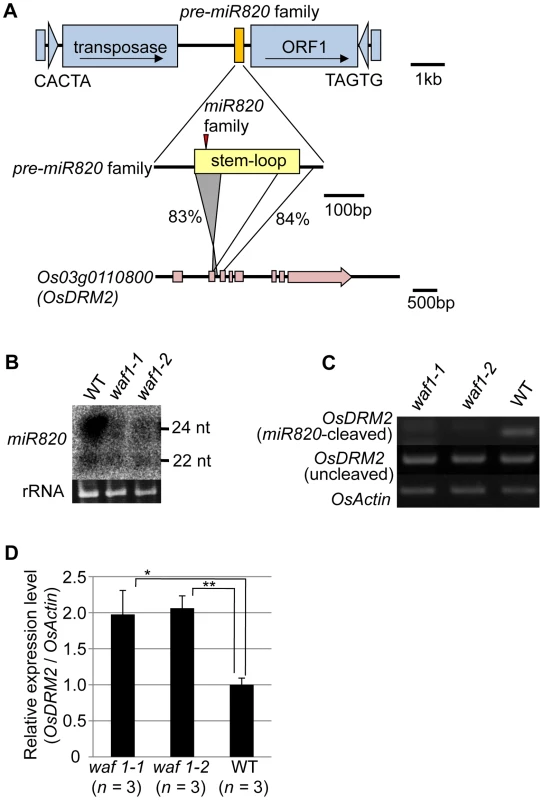 <i>miR820</i> family members are located within CACTA transposons and target the DNA methyltransferase gene <i>OsDRM2</i>.