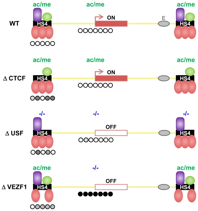 Shielding of a transgene by the multi-component HS4 barrier element.