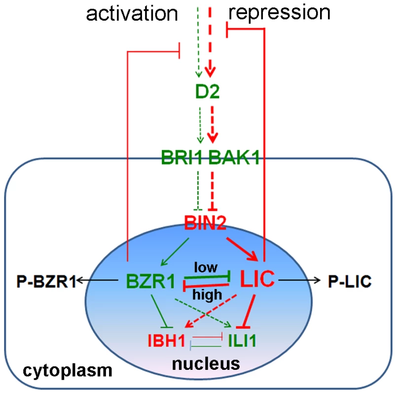 A hypothetical working model for the role of LIC in the BR signaling pathway.