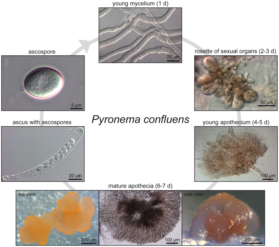 Life cycle of <i>P. confluens</i> under continuous illumination and laboratory conditions.