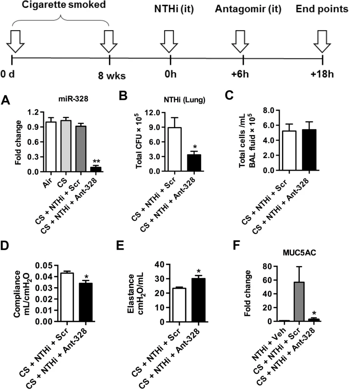 Inhibiting miR-328 enhances bacterial clearance in cigarette smoke-exposed mice.