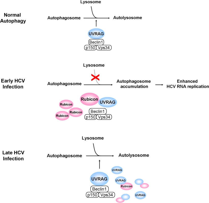 Model for the roles of Rubicon and UVRAG in the maturation of autophagosomes in HCV-infected cells.