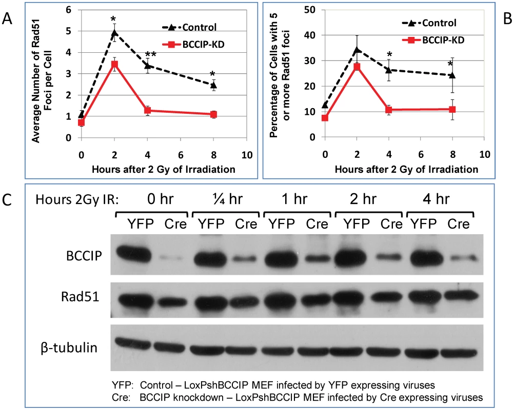Reduced Rad51 protein level and focus formation in BCCIP-deficient MEFs.