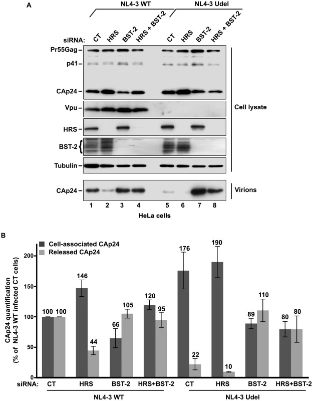 HRS depletion does not alter the release of HIV-1 particles in HeLa cells depleted for BST-2.