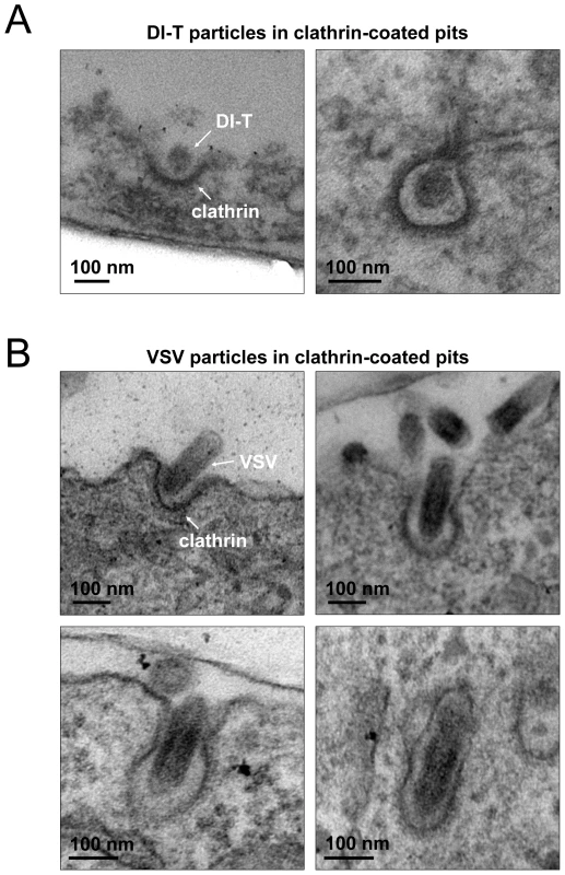 Electron microscopic images of DI-T and VSV particles in clathrin-coated pits.