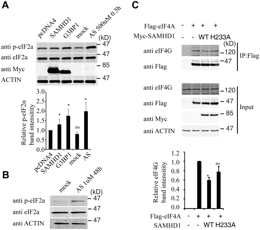 SAMHD1 modulates the phosphorylation of eIF2α and the interaction of eIF4G and eIF4A.