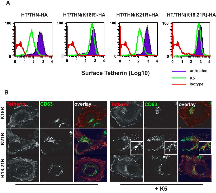 K18 in the tetherin cytoplasmic tail is required for K5-mediated cell surface down-regulation and delivery to endosomes.