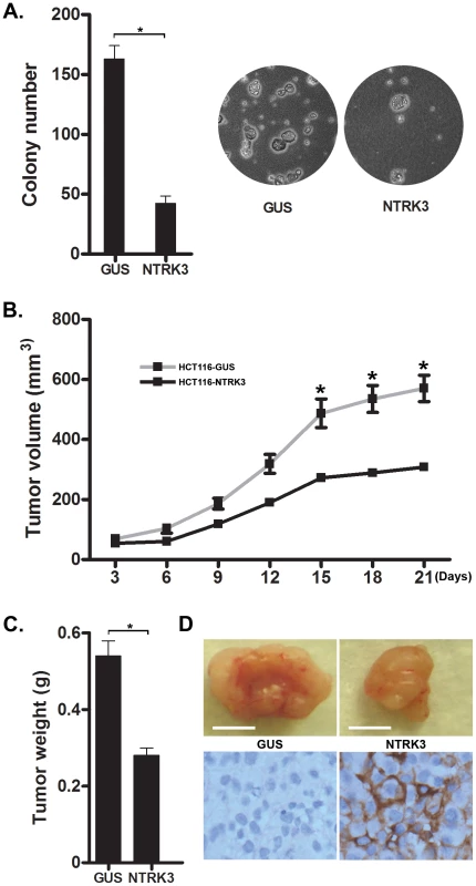 NTRK3 suppresses <i>in vitro</i> soft agar colony formation (A) and tumor xenograft growth (B–D) of colon cancer cell lines.