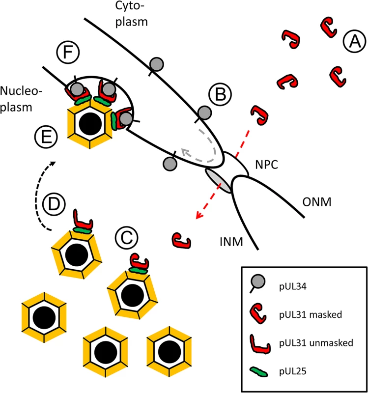 HSV-1 pUL31-mediated escort of capsids to the nuclear periphery.
