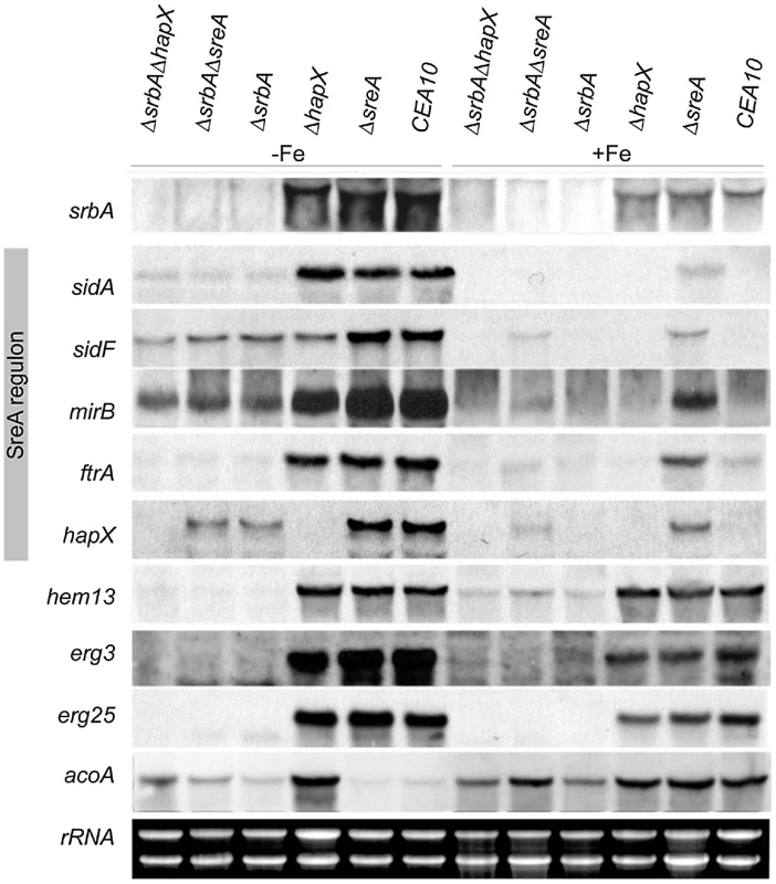 <i>srbA</i> expression is transcriptionally upregulated by iron starvation and SrbA-deficiency downregulates the SreA regulon independent of SreA and HapX, as well as the ergosterol biosynthetic <i>erg3</i> and <i>erg25</i> and the heme-biosynthetic <i>hem13</i>.