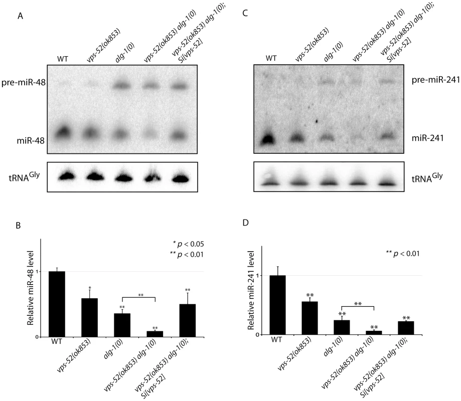 Synergistic effects of <i>vps-52</i> on the abundance of mature <i>let-7</i> family miRNAs.
