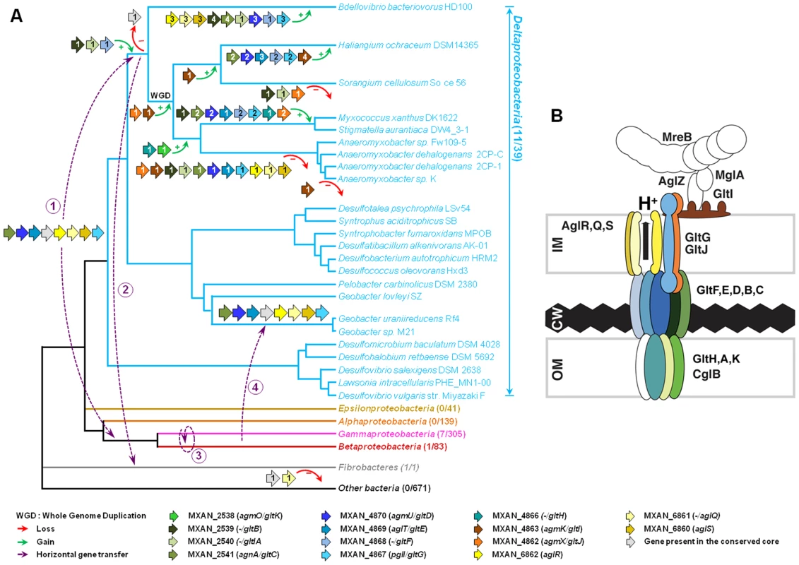 Evolution and structure of the <i>Myxococcus</i> gliding motility machinery.