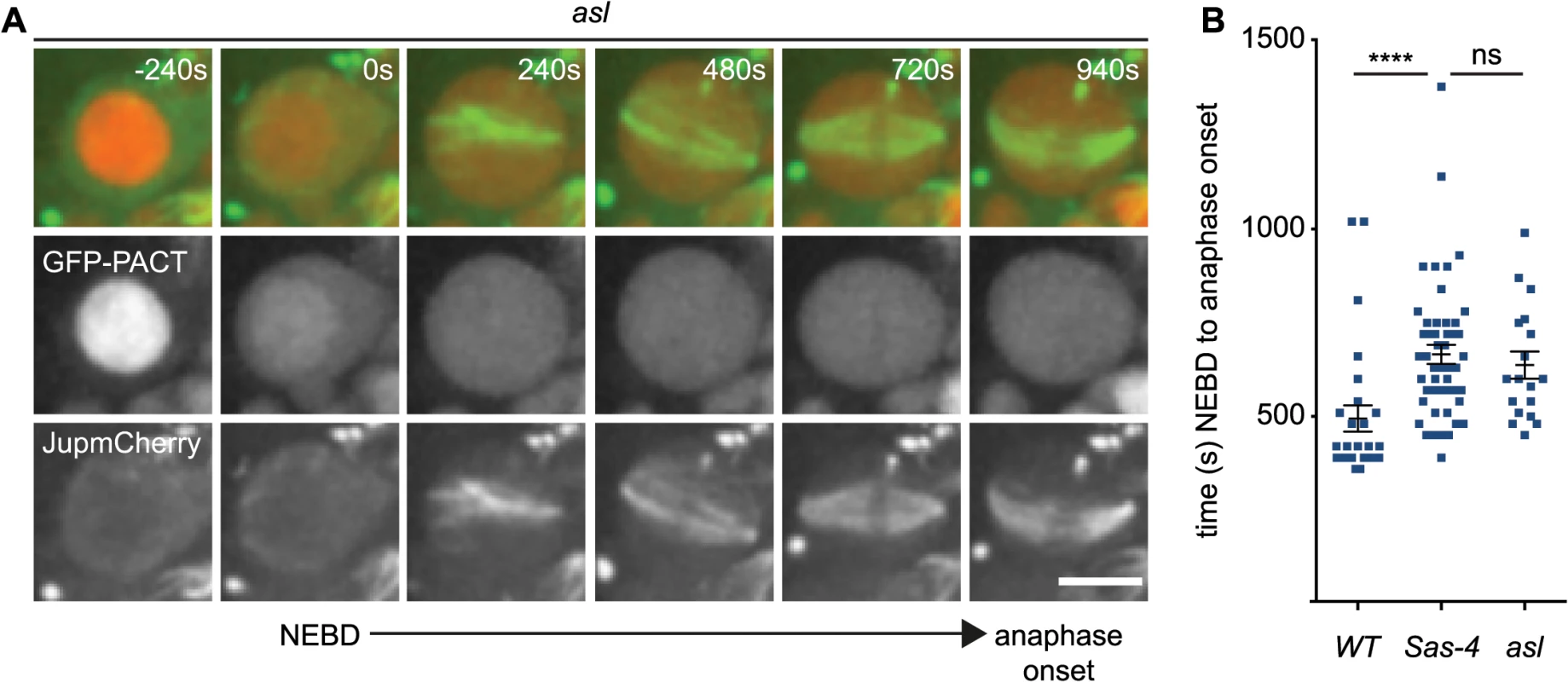 aMTOCs do not detectably contribute to spindle assembly in the absence of centrosomes.