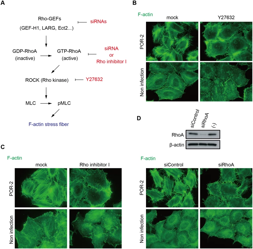The RhoA-ROCK pathway is essential for T3SS2-dependent stress fiber formation.