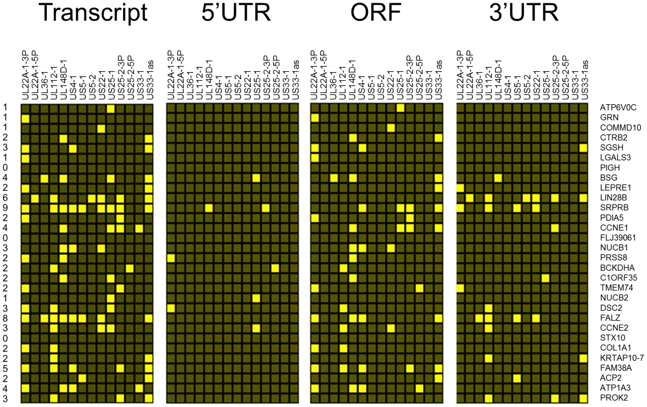 Top 30 enriched genes contain multiple target sites for HCMV miRNAs.