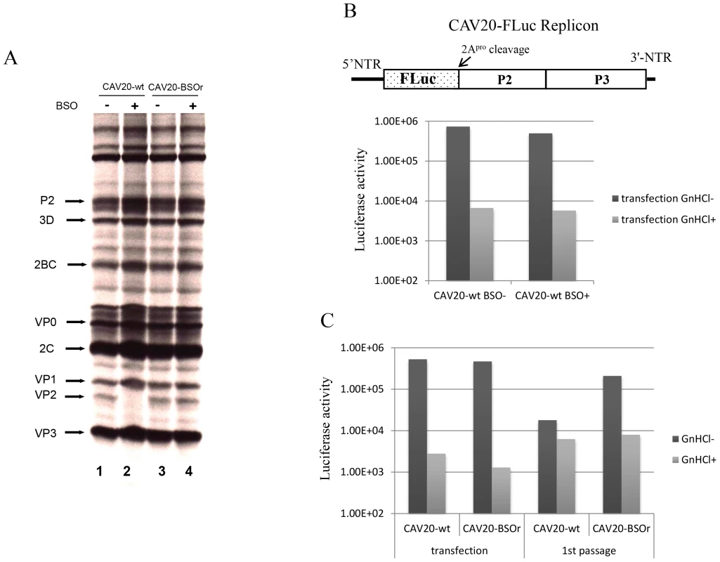 The effect of BSO on CAV20 protein translation, RNA replication and transencapsidation.