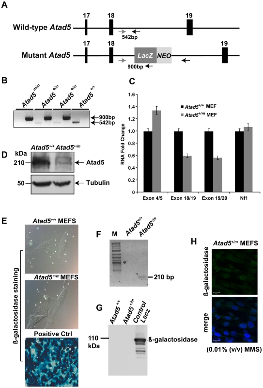 Disruption of the mouse Atad5 gene by insertional mutagenesis.