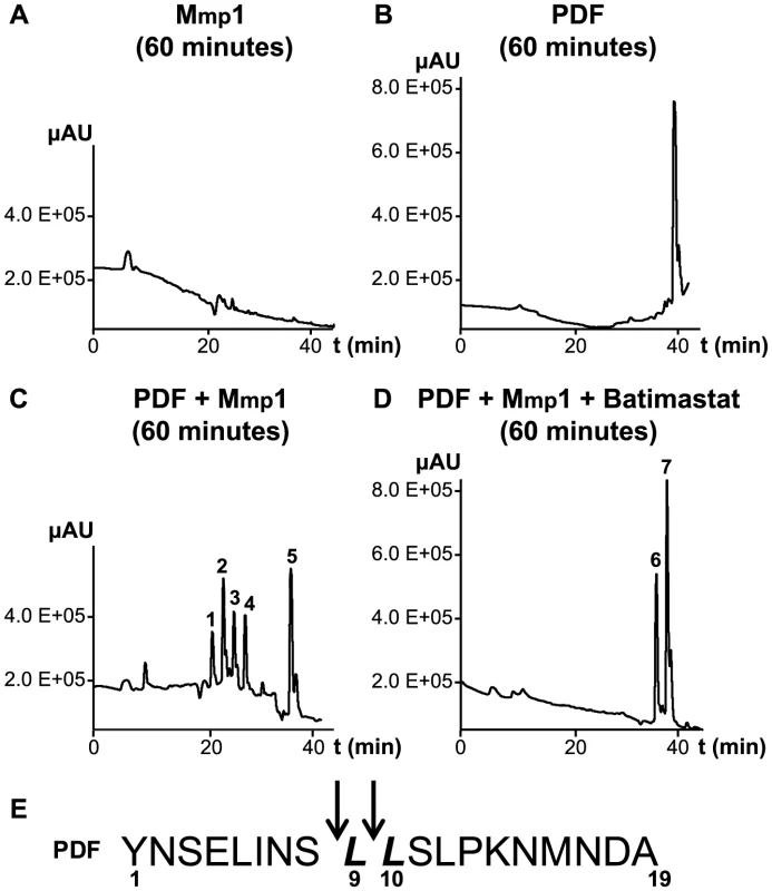 Mmp1 processes the PDF neuropeptide <i>in vitro</i>.