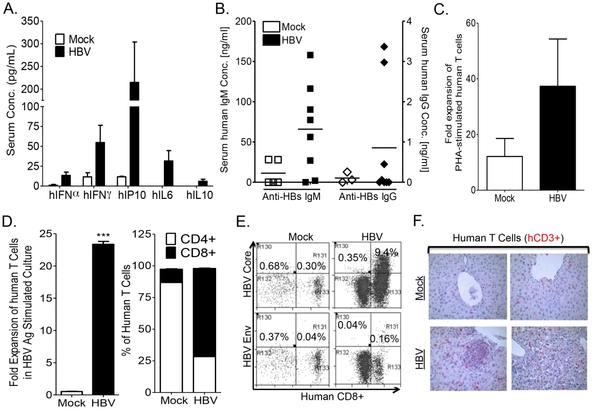 HBV infection induces anti-HBV human immune response in A2/NSG/Fas-hu mice.