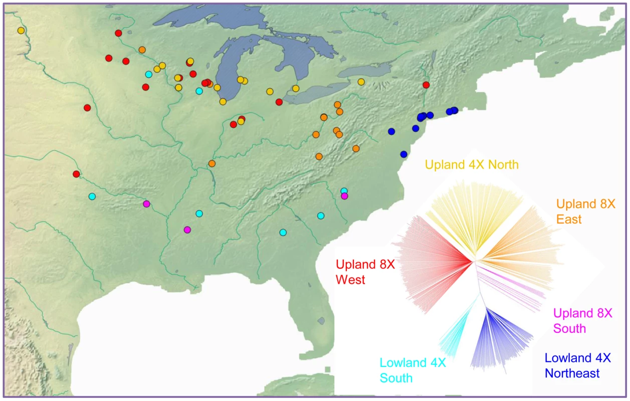 Geographic distribution and phylogenetic groups of switchgrass in the association panel.
