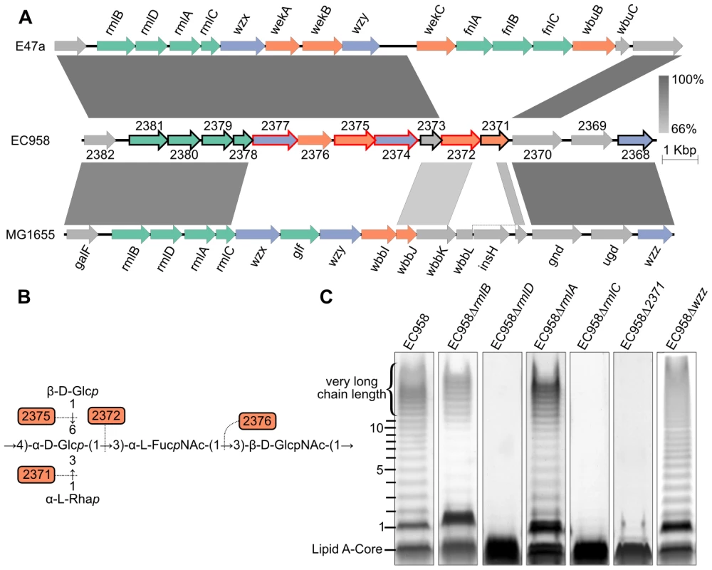 Characterization of O25b antigen genes in EC958.