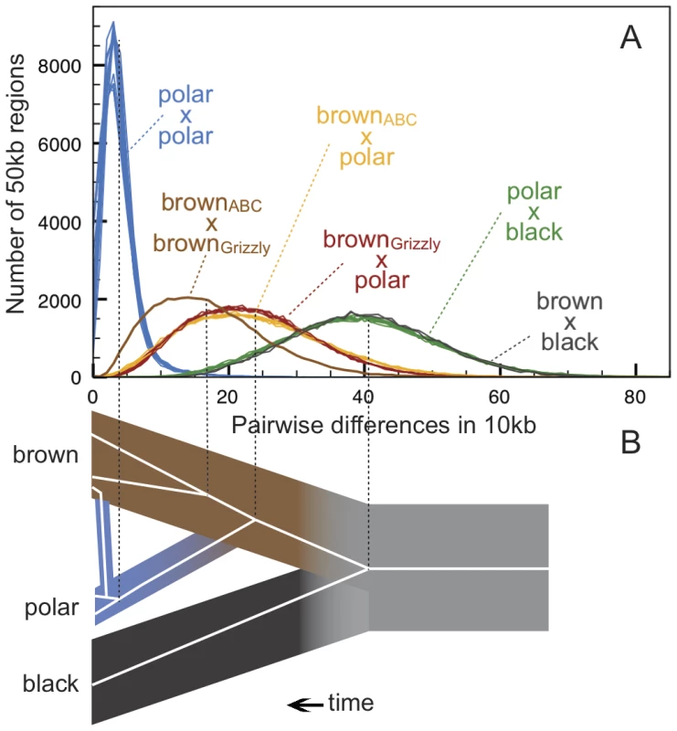 Genetic diversity within and between bear species.