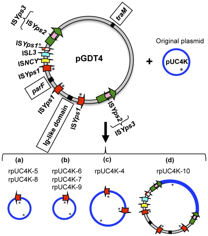 Schematic representation of seven recombinant pUC4K molecules recovered from transconjugants.