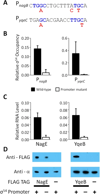 Validation of intragenic σ<sup>54</sup> promoters for the <i>nagE</i> and <i>yqeB</i> mRNAs.