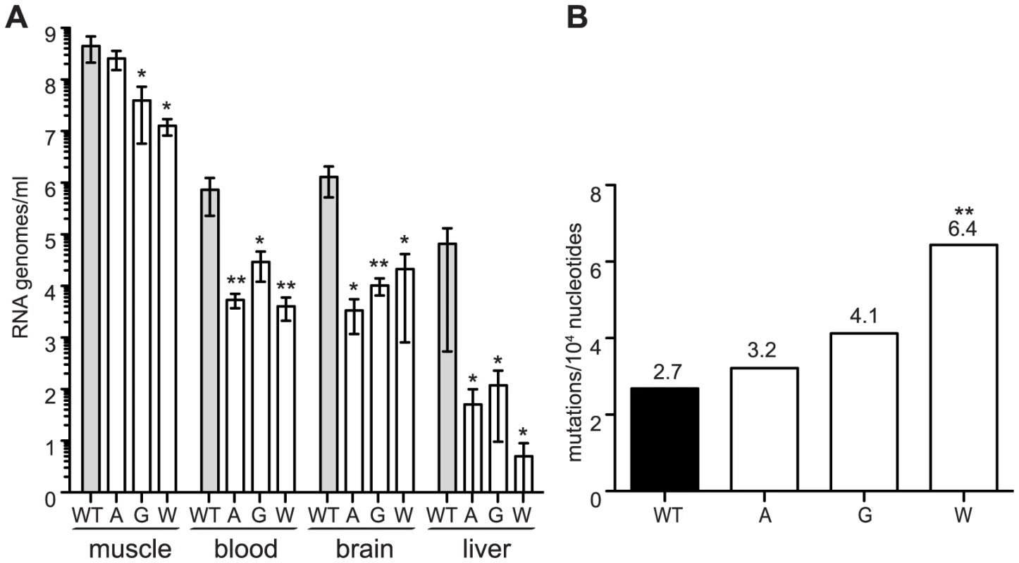 Mutator variants 483A, G, and W are attenuated in mice.
