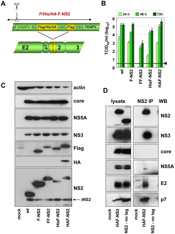 Construction and functional characterization of JFH1 genomes encoding an N-terminally tagged NS2 protein.