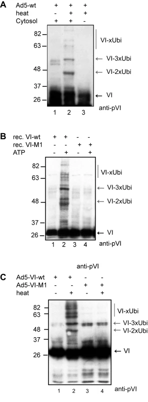 Protein VI is ubiquitylated following capsid disassembly.