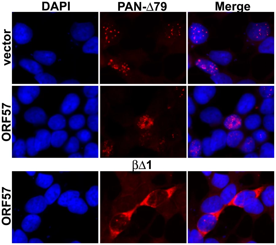 PAN-Δ79 RNA remains nuclear in the presence of ORF57.
