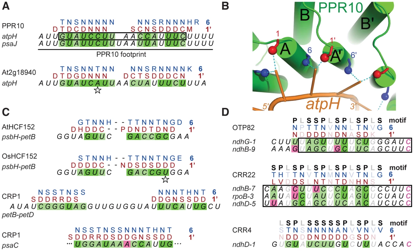 Alignments between PPR Proteins and Cognate Binding Sites.